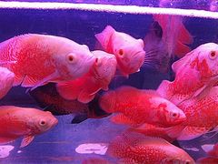 iphone_upload_pic-清平路水族市场