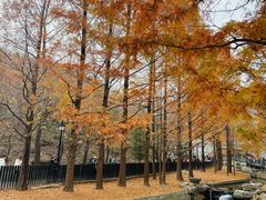 -白水寺森林公园