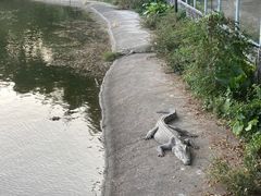 -广州长隆飞鸟乐园