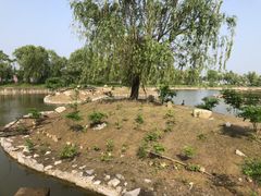 -盐城丹顶鹤湿地生态旅游区