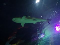 -沈阳海洋探索中心