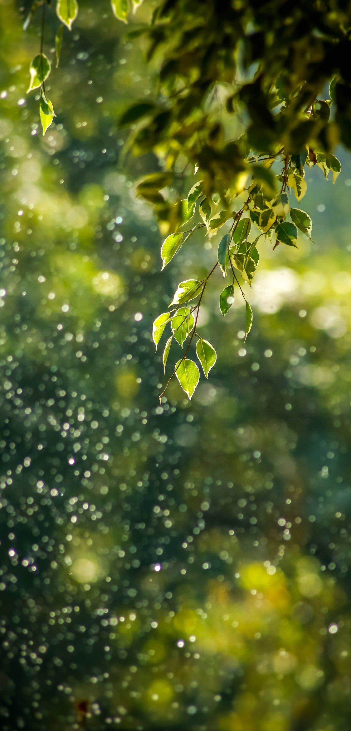 夏日的雨