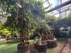 -呀路古热带植物园