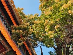 -塔尔寺菩提树
