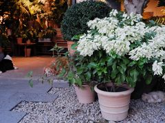 -自由生长植物工作室(深港花卉中心店)