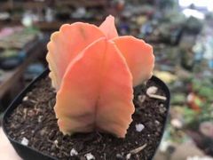 -胡桃里乐队酒馆(鎏嘉码头店)