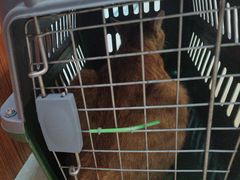 -宠颐生汉谟拉比宠物医院