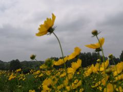 -莲花山花海