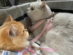 -瑞派名望24h动物医院异宠专科·猫专科·骨科·重症监护分院