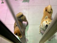 抹茶和hoji-柴务处·柴犬主题狗咖