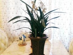 -保利·罗兰香谷