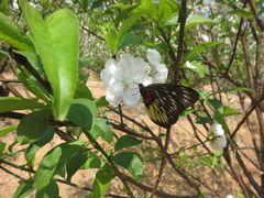 -南国桃园旅游度假区