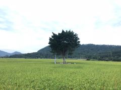 -艾米稻香小镇