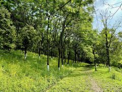 -铁山坪森林公园