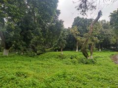 -张坝桂圆林公园