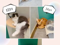 -飞行喵MR PILOT|猫舍·猫咖(静安大融城店)