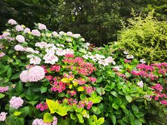 -上海共青森林公园