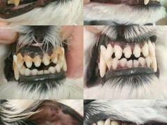 -Pets First伊珊娜洗护·精致美容·家庭式寄养(新会路店)