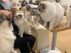-有喵·猫咖·狗咖·30几只猫10只小狗(岗厦店)
