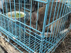 -马陆小张葡萄园农家乐