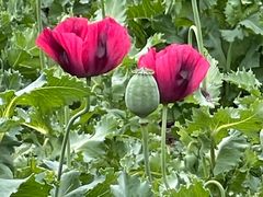 -国家植物园南园