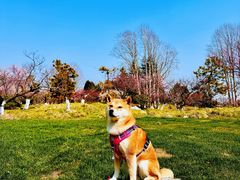 -上海海湾国家森林公园