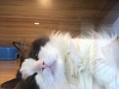 -猫十亿·布偶金渐层·曼基康矮脚猫舍(青年路店)