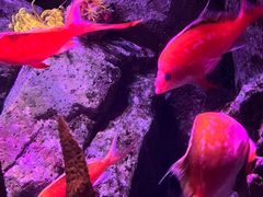 -香港海洋公园