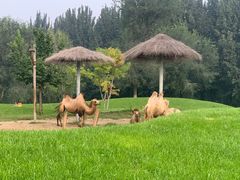 -北京野生动物园