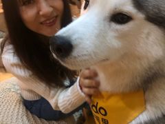 -Husky Go! 哈士奇体验馆·宠物咖啡厅狗咖