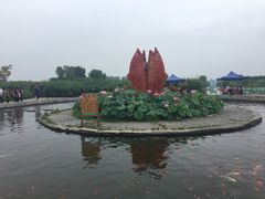 -白洋淀景区