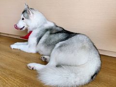 桃心-Husky Go! 哈士奇体验馆·宠物咖啡厅狗咖