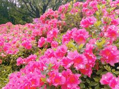 -上海滨江森林公园