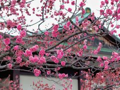 -醍醐寺