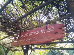 景点-成都大熊猫繁育研究基地