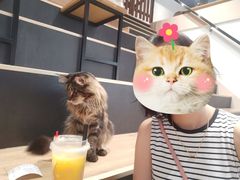 -瞄一喵猫咖(格力海岸店)
