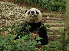-安吉竹博园