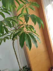 -HEYAN荷妍专业脱毛连锁机构