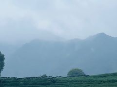 -龙坞茶村