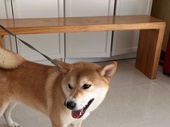 -瑞鹏宠物医院·骨科·猫科·内科(第一中心)