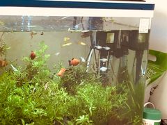 -媛媛家秘制鸡丝凉皮(陆慕店)