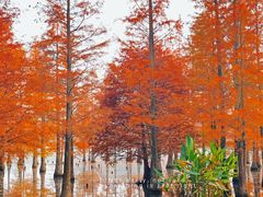 -白鹭湾湿地公园