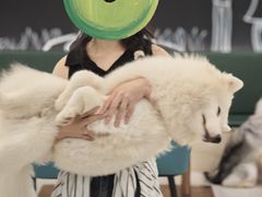 -安格丽娜·狗咖·猫咖羊驼咖(春熙路百盛商场店)