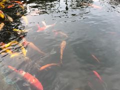 -田野绿世界
