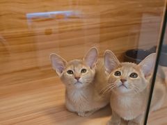 -猫十亿·布偶金渐层·曼基康矮脚猫舍(青年路店)