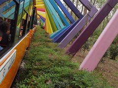 -合肥滨湖国家森林公园