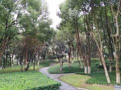 -重庆市江北嘴中央商务区中央公园