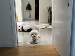 -翊宠yipet猫狗购宠庄园犬舍•猫舍