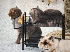 -喵园·猫主题咖啡厅·撸猫·猫咖(国贸店)