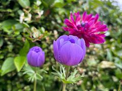 -上海辰山植物园